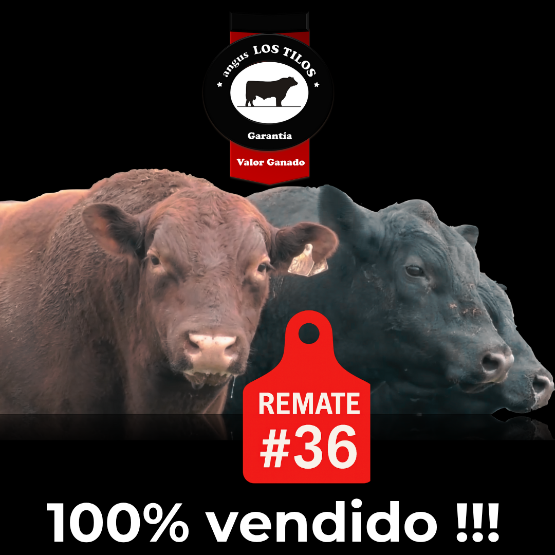 Resultados del Remate Los Tilos 2025